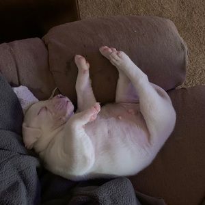 Meet your Posher, Rocky